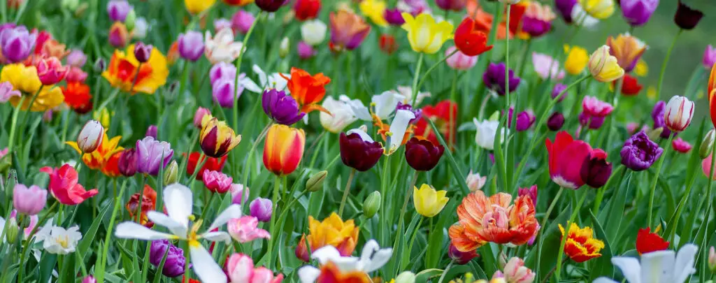 Spring is Just Around the Corner