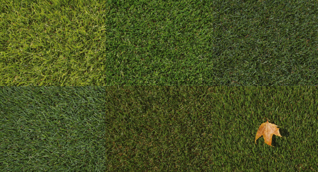 Healthy tall fescue lawn in Johnson County kept green with a seasonal fertilizer schedule