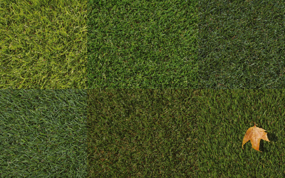 Healthy tall fescue lawn in Johnson County kept green with a seasonal fertilizer schedule