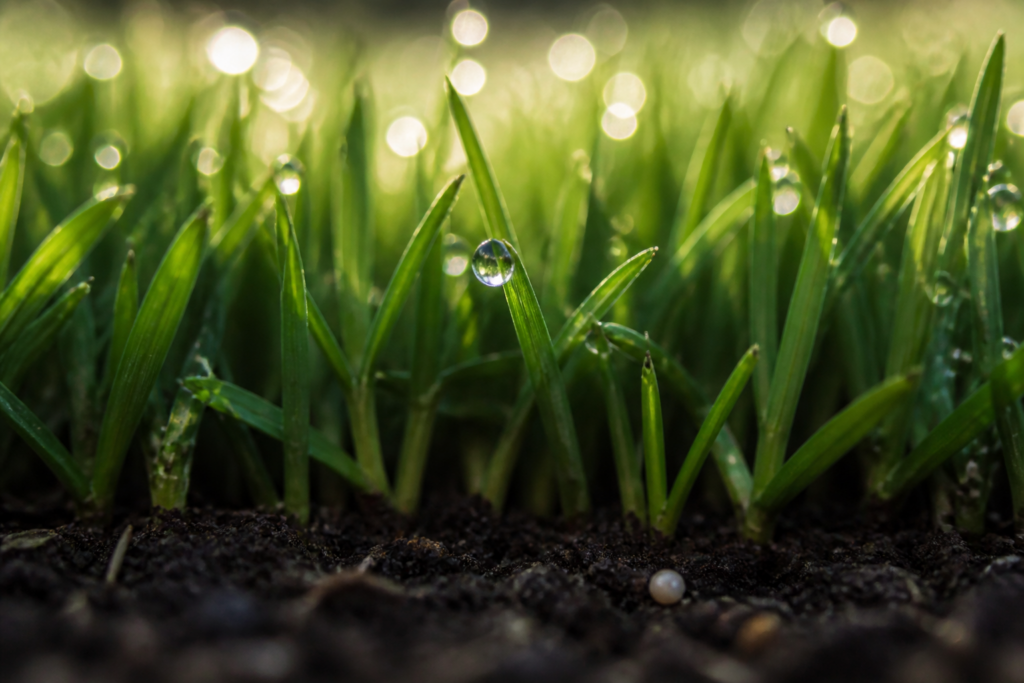 Plant and turf health fertilization service in Lenexa, KS by 4T Total Lawn