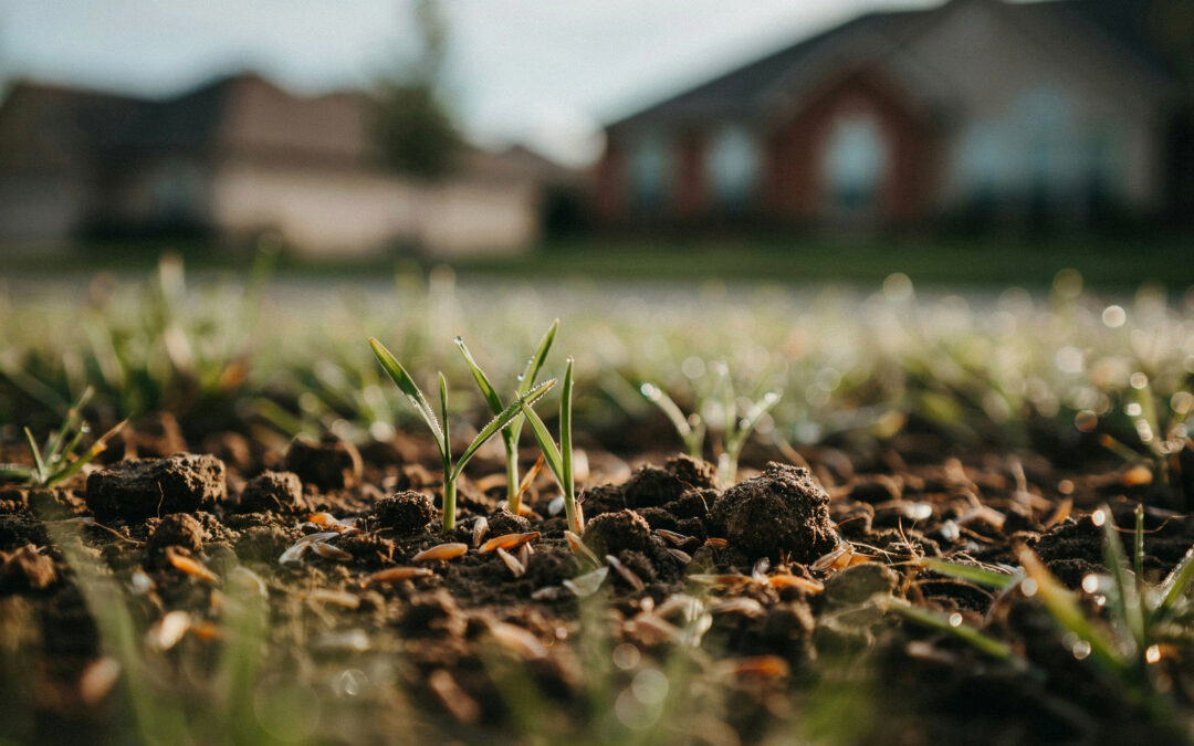 Overseeding a thin Kansas City lawn in September to fill in bare, patchy tall fescue