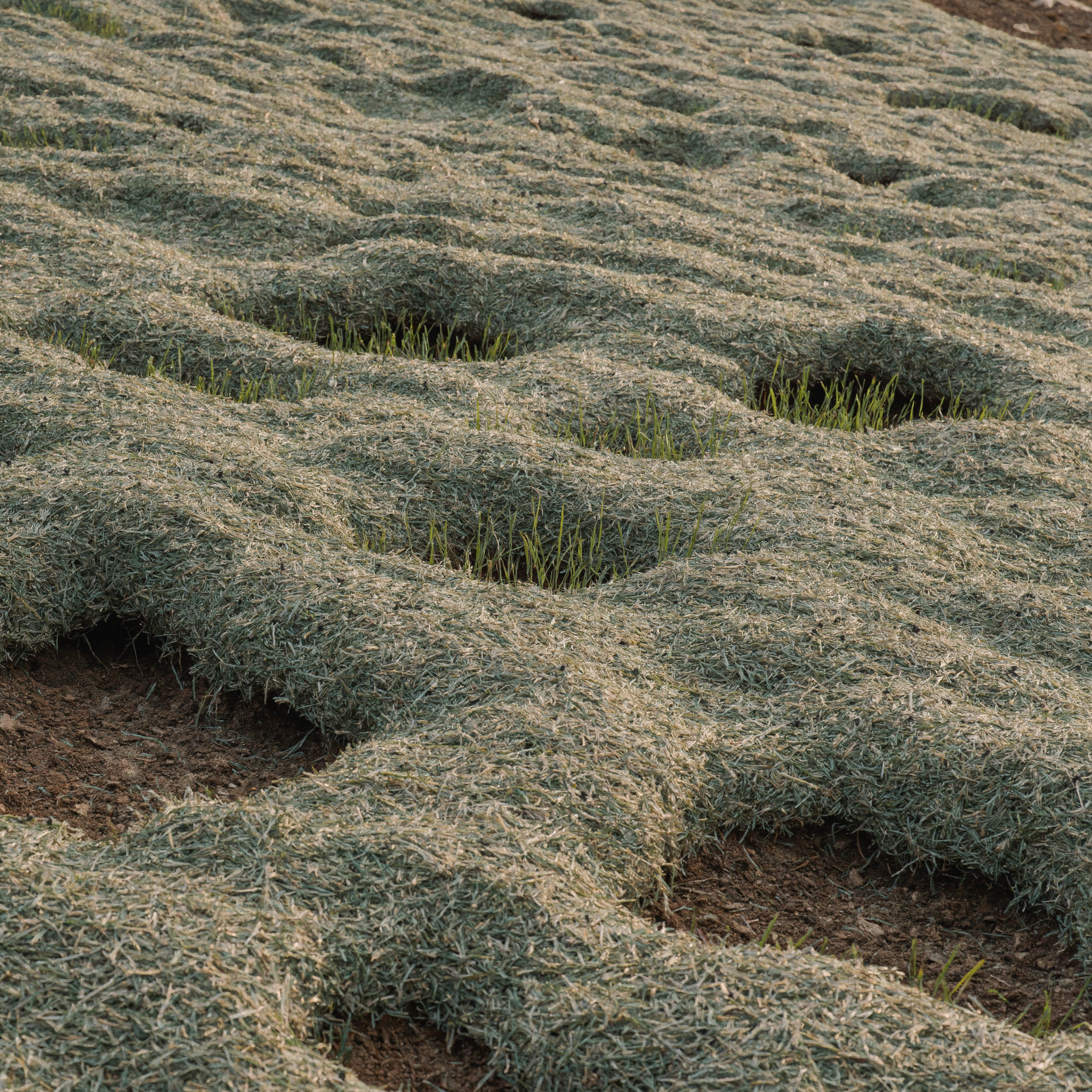 Terra seeding erosion control and turf establishment in Lenexa, KS by Cover Master KC